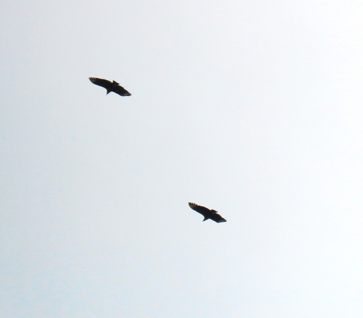 クロコンドル - ML647193171