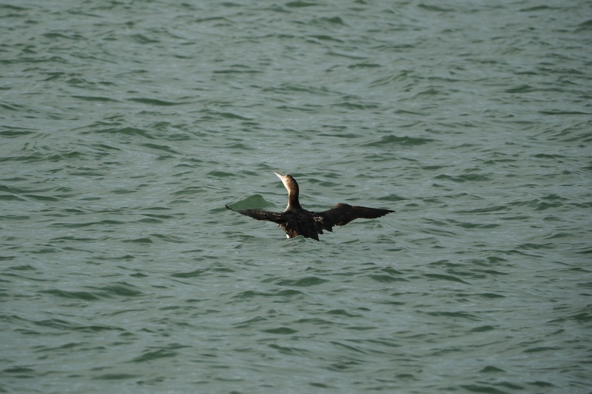 Common Loon - ML647193173