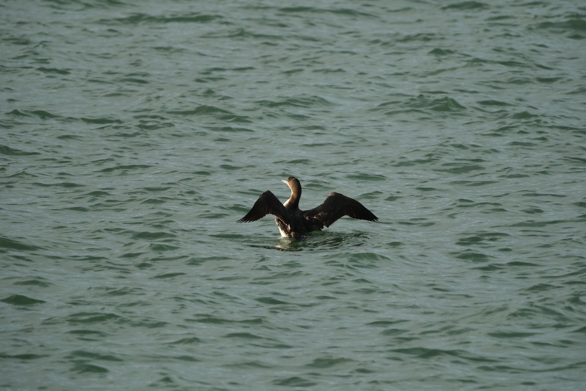 Common Loon - ML647193175