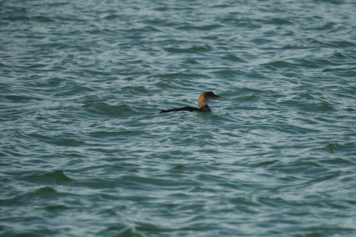 Common Loon - ML647193176