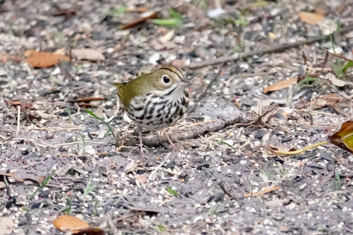 カマドムシクイ - ML647193182