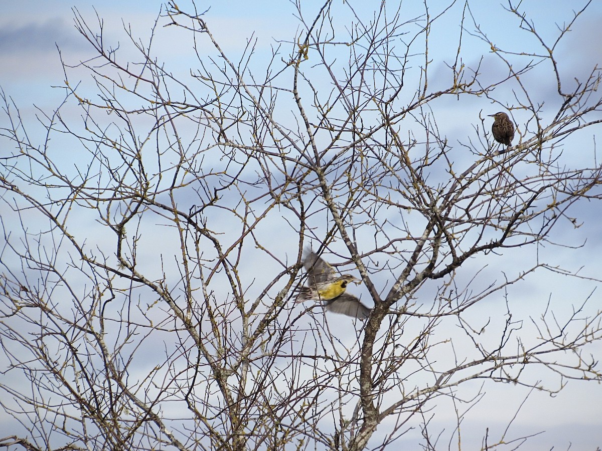 Western Meadowlark - ML647193183