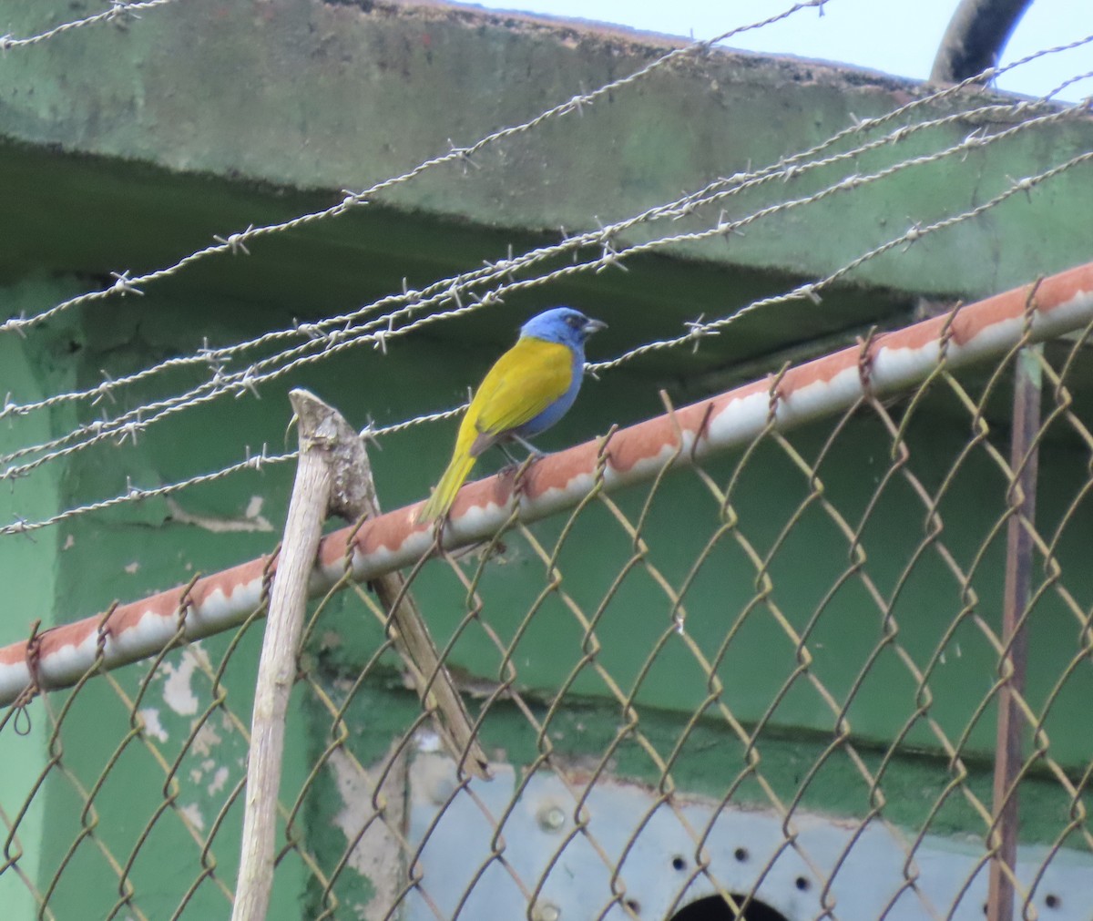 ズアオフウキンチョウ - ML647193185