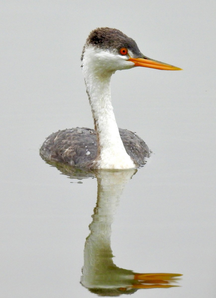 Western Grebe - ML647193187