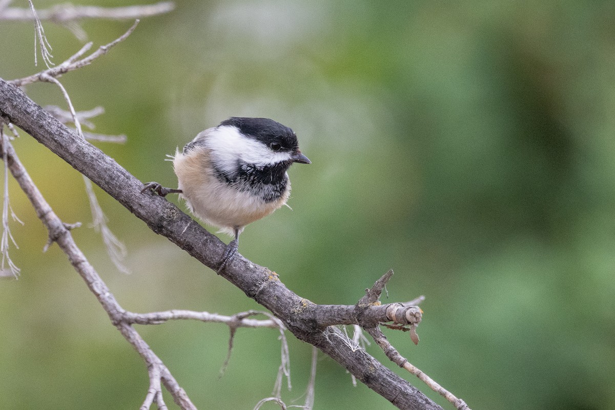 Black-capped Chickadee - ML647193189