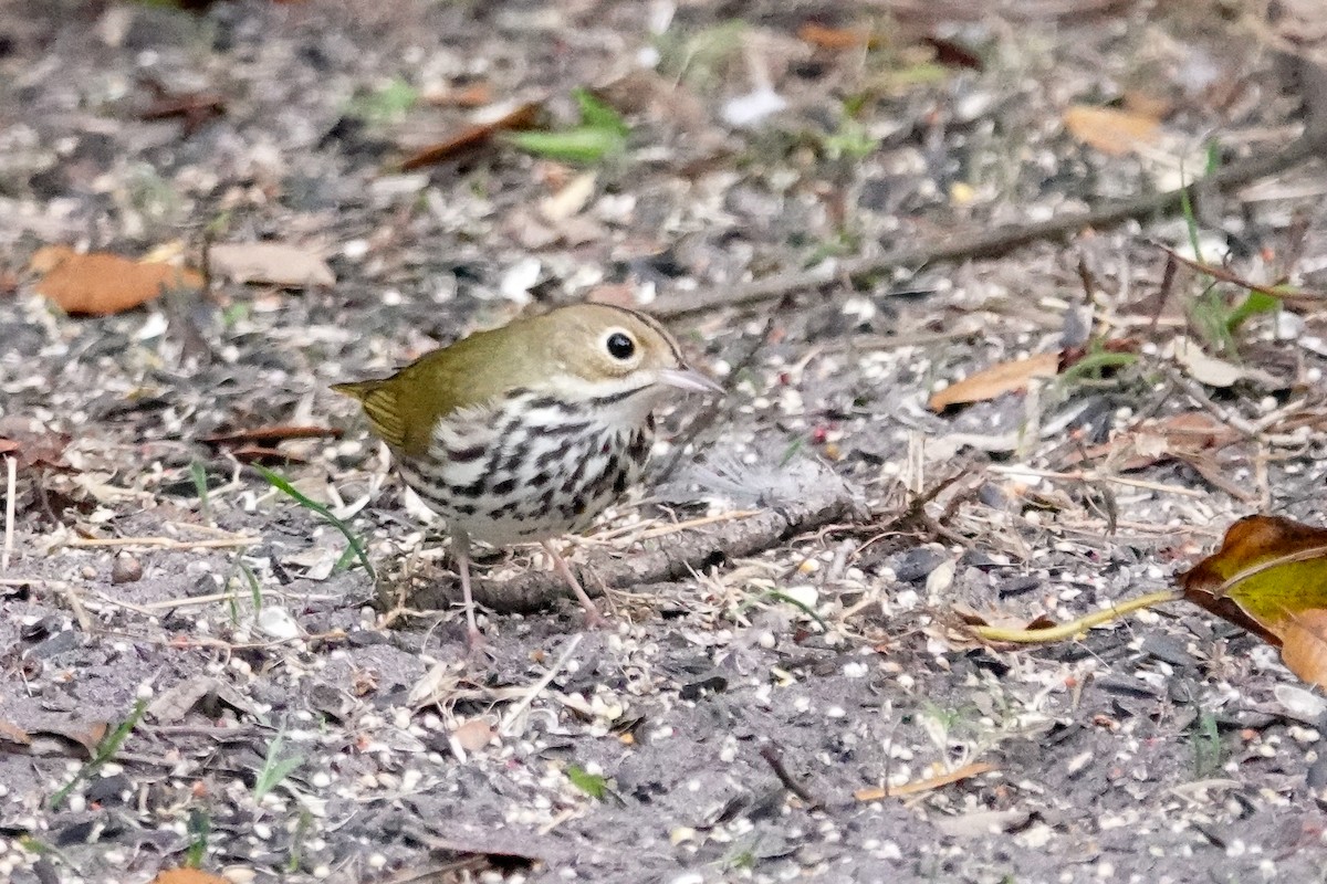 カマドムシクイ - ML647193190