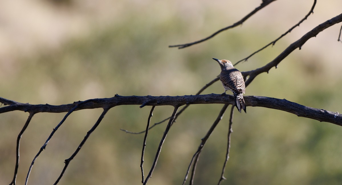 Northern Flicker (Red-shafted) - ML647193191
