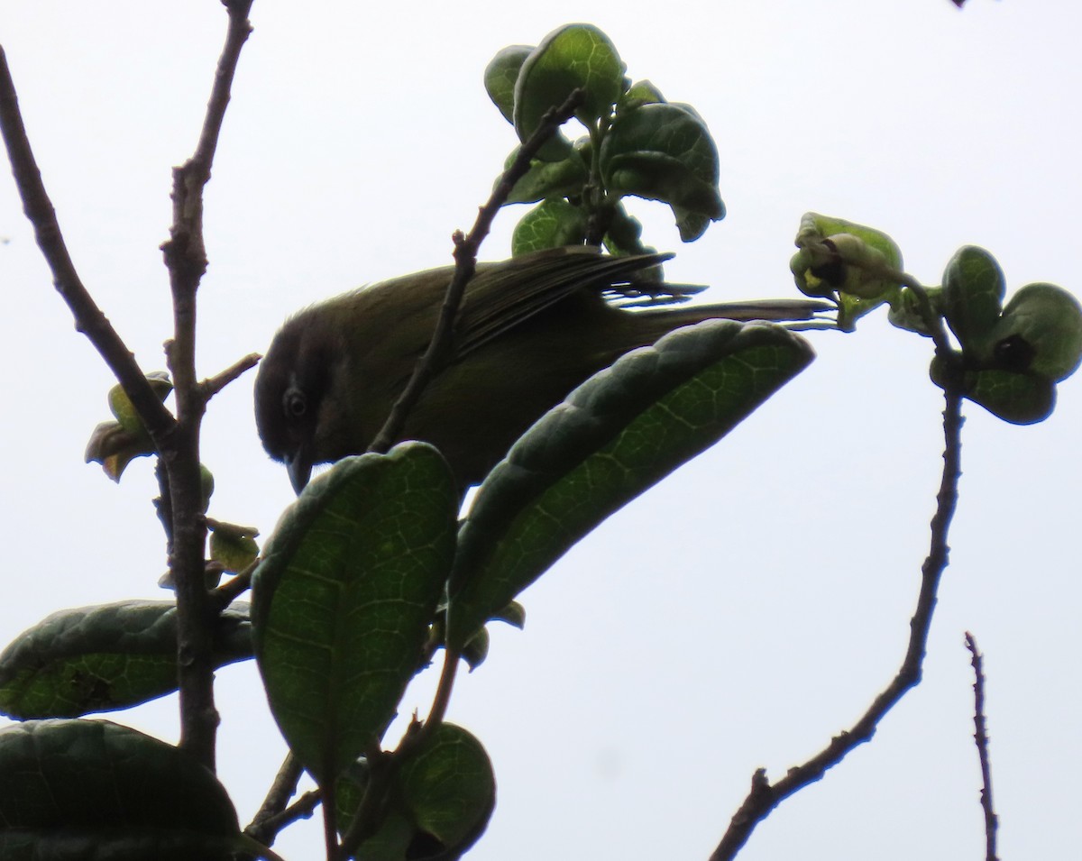 ヤブフウキンチョウ - ML647193196