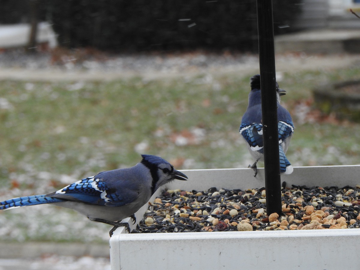 Blue Jay - ML647193206