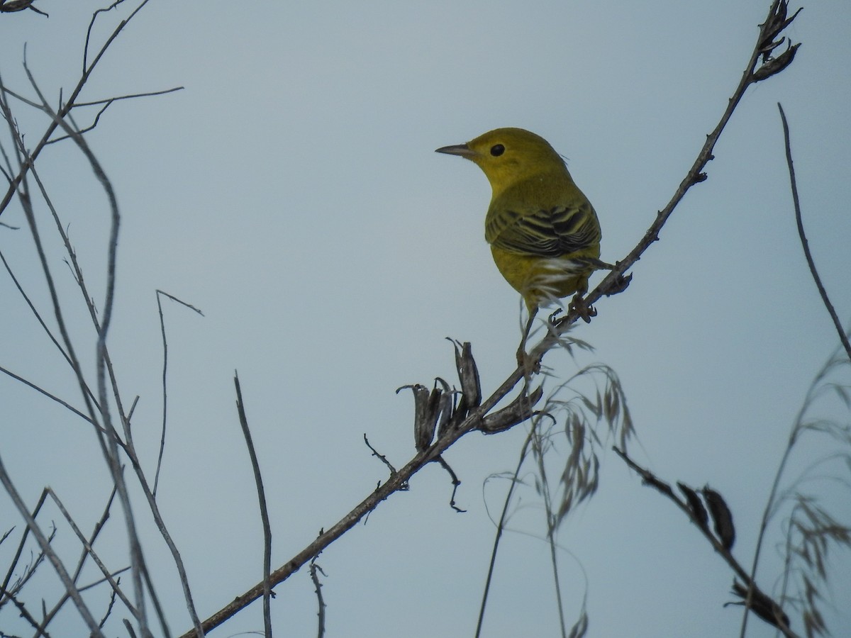 Yellow Warbler - ML64719321