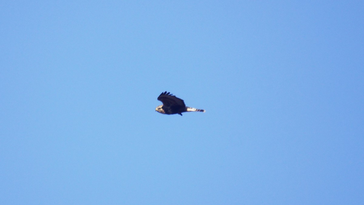 Raufußbussard - ML647193223