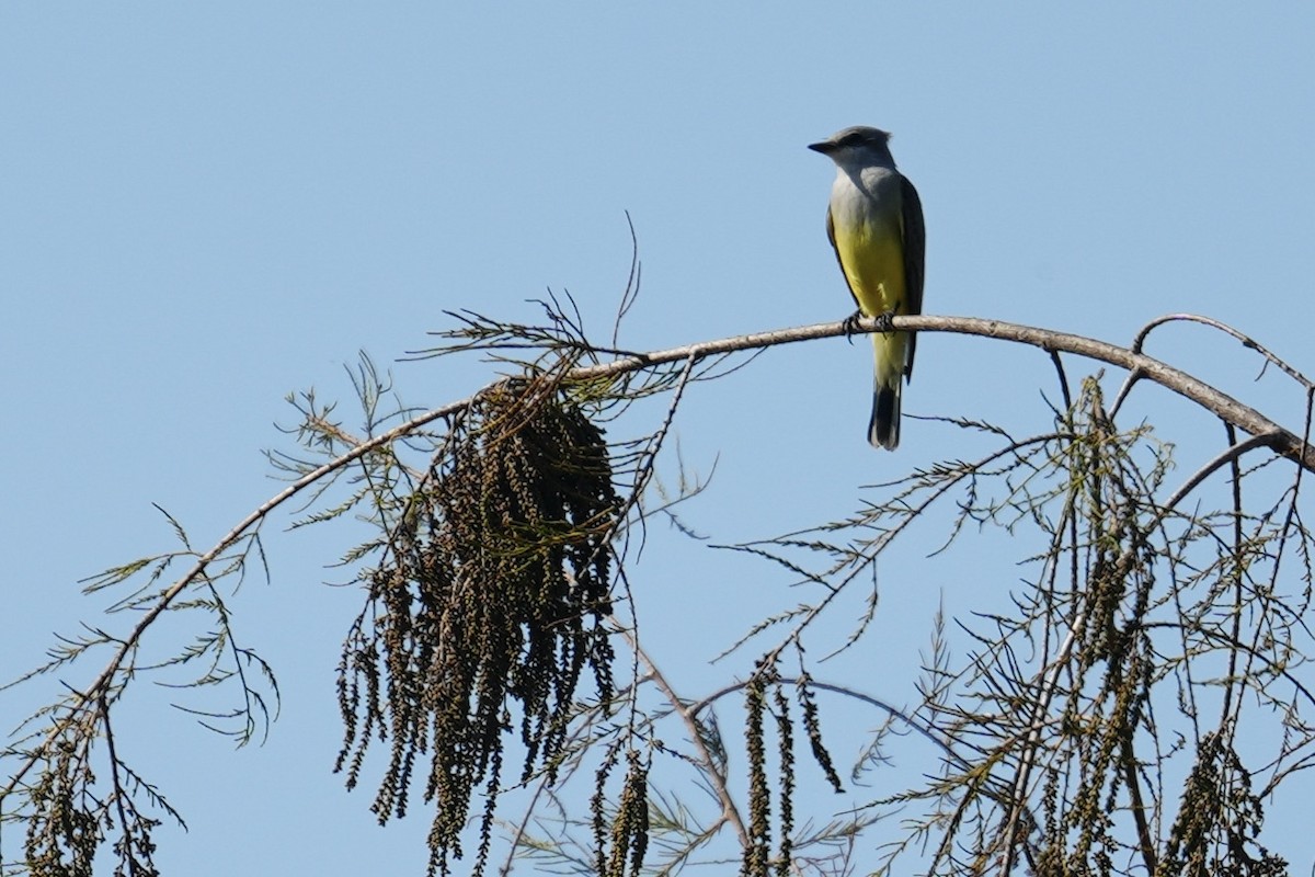 Western Kingbird - ML647193230