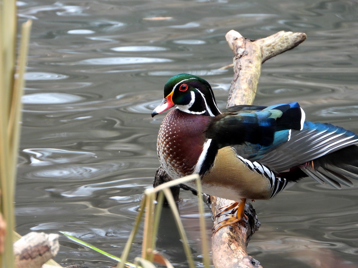 kachnička karolínská - ML647193235