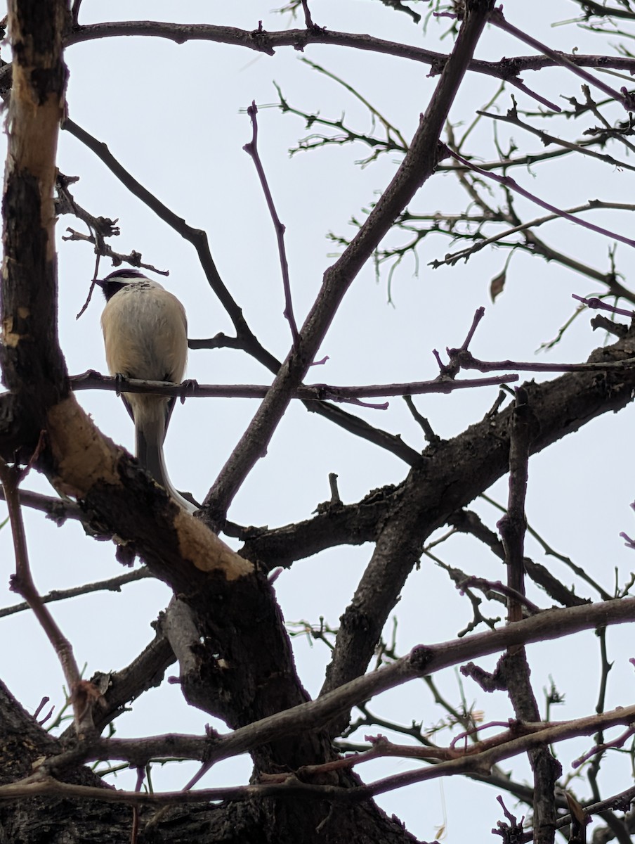 Black-capped Chickadee - ML647193239
