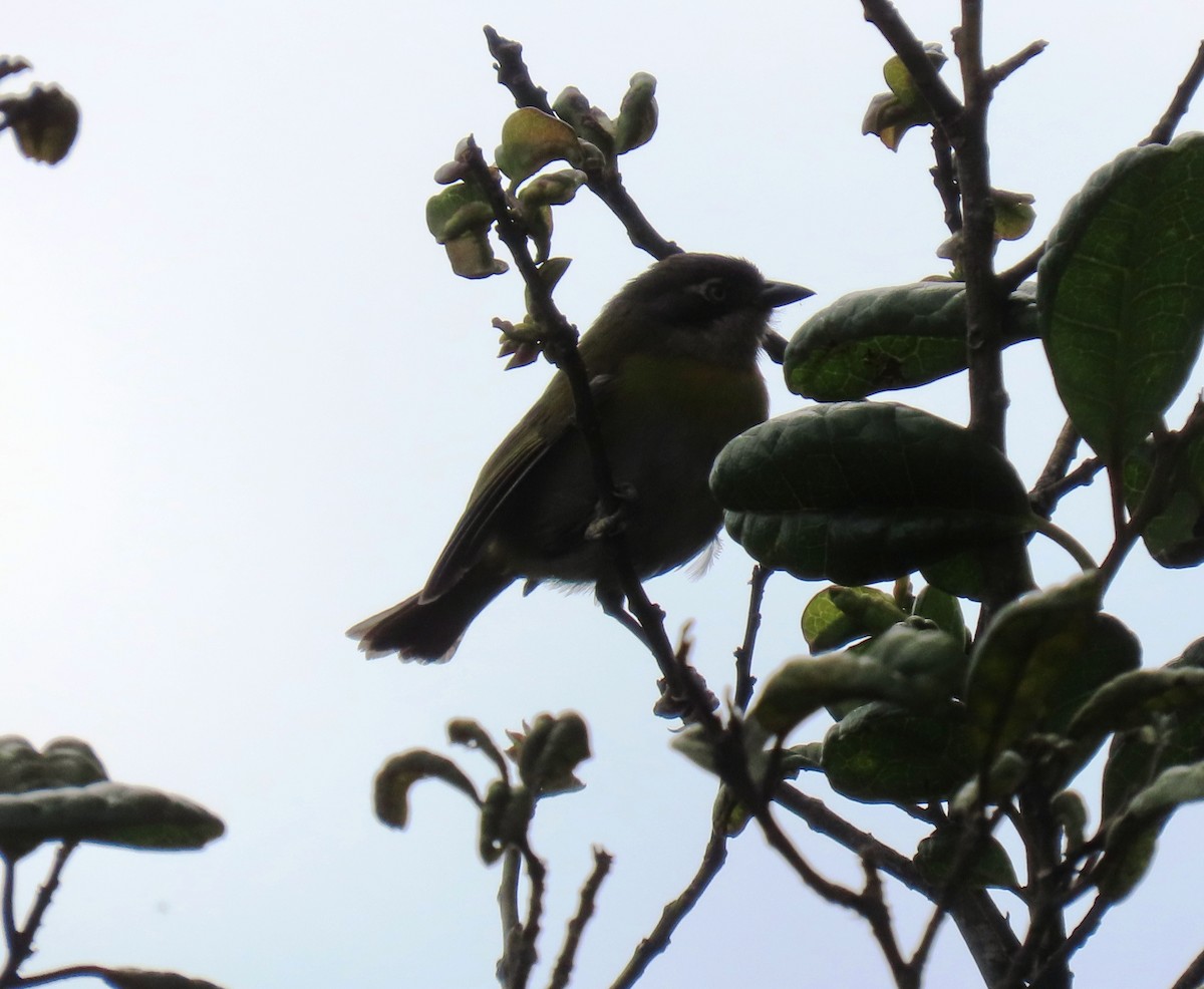 ヤブフウキンチョウ - ML647193243