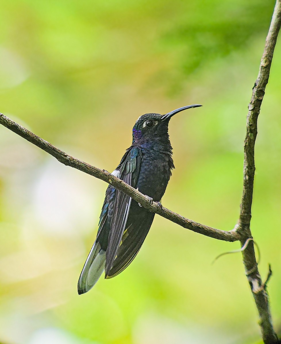 Violet Sabrewing - ML647193244