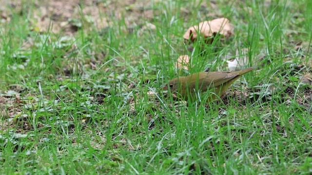 lesňáček kroužkooký - ML647193245