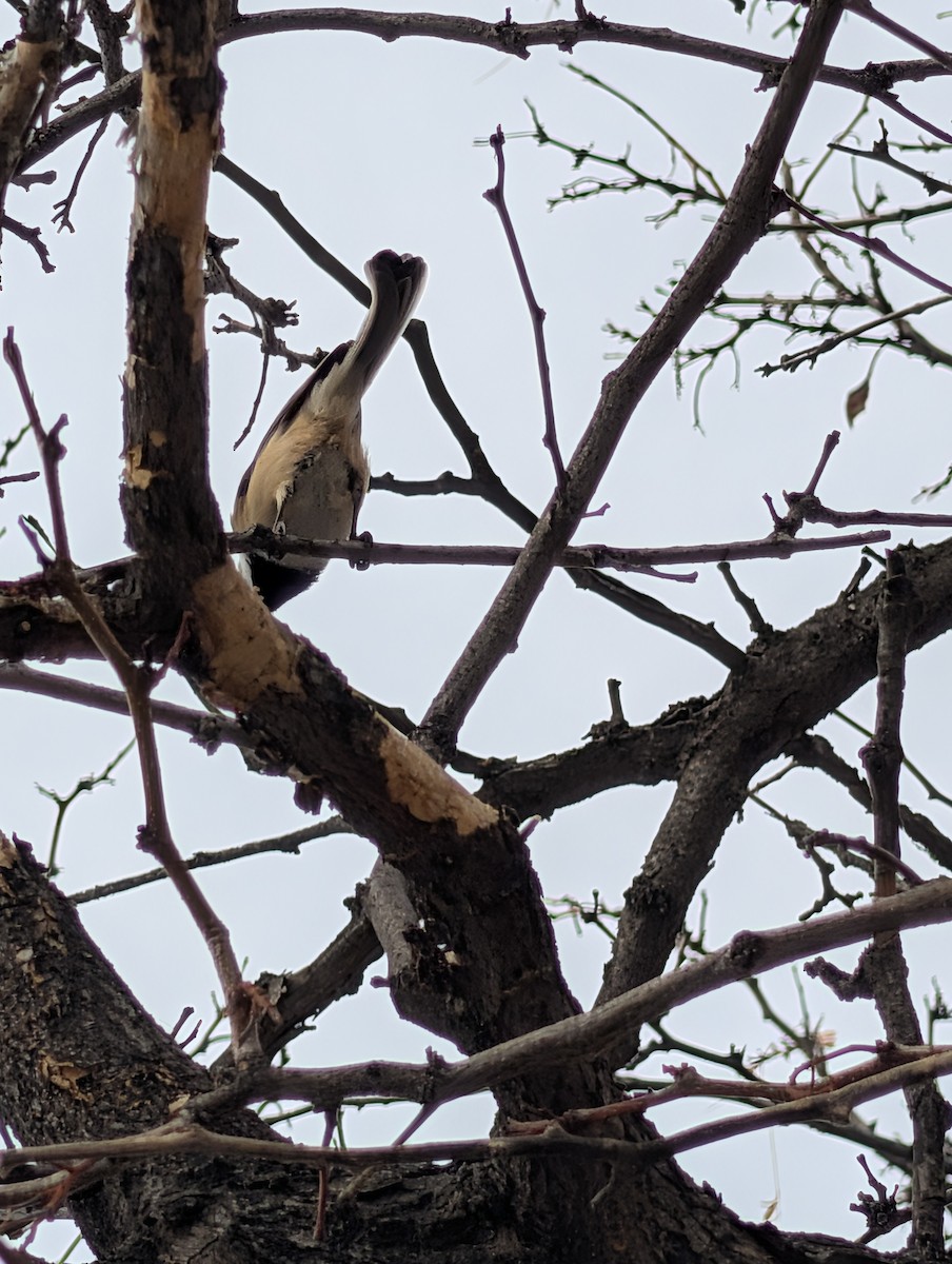Black-capped Chickadee - ML647193246