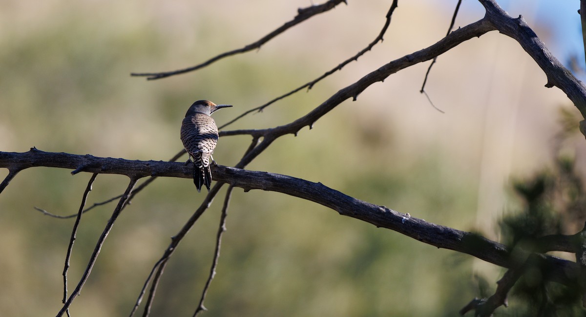 Northern Flicker (Red-shafted) - ML647193249