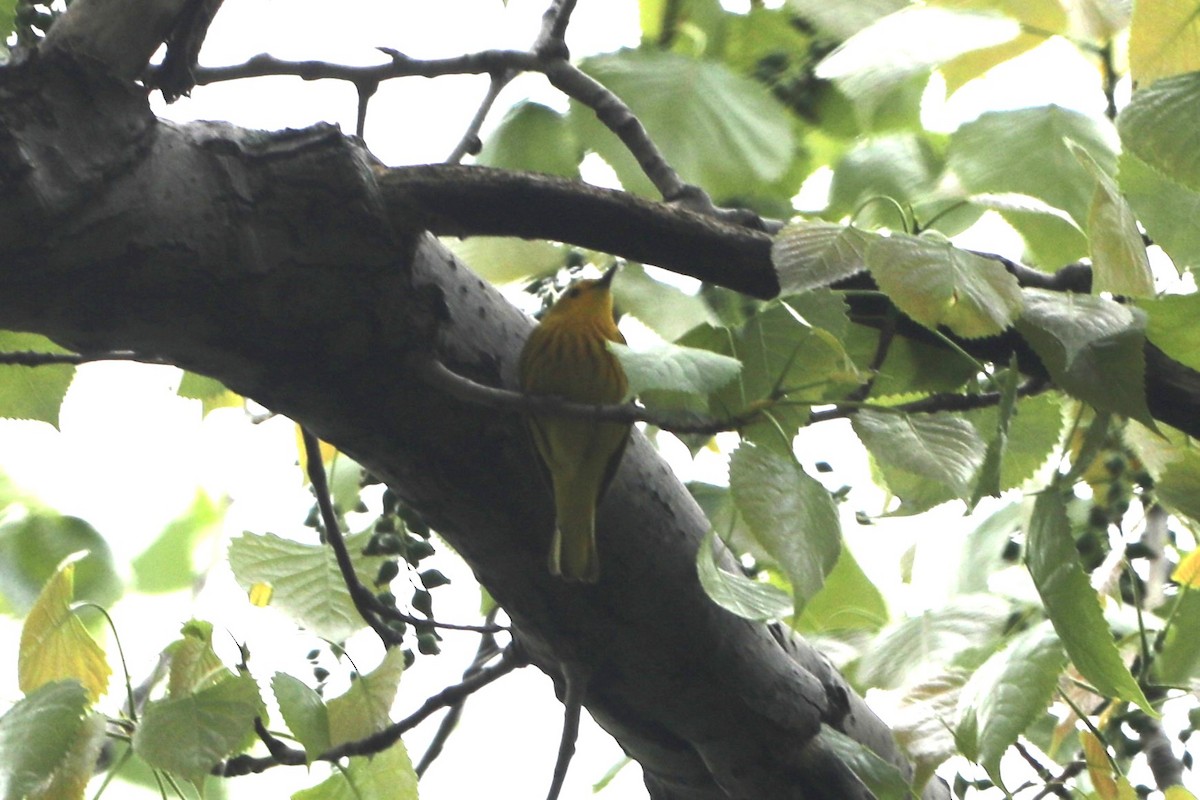 Sarı Ötleğen - ML647193253