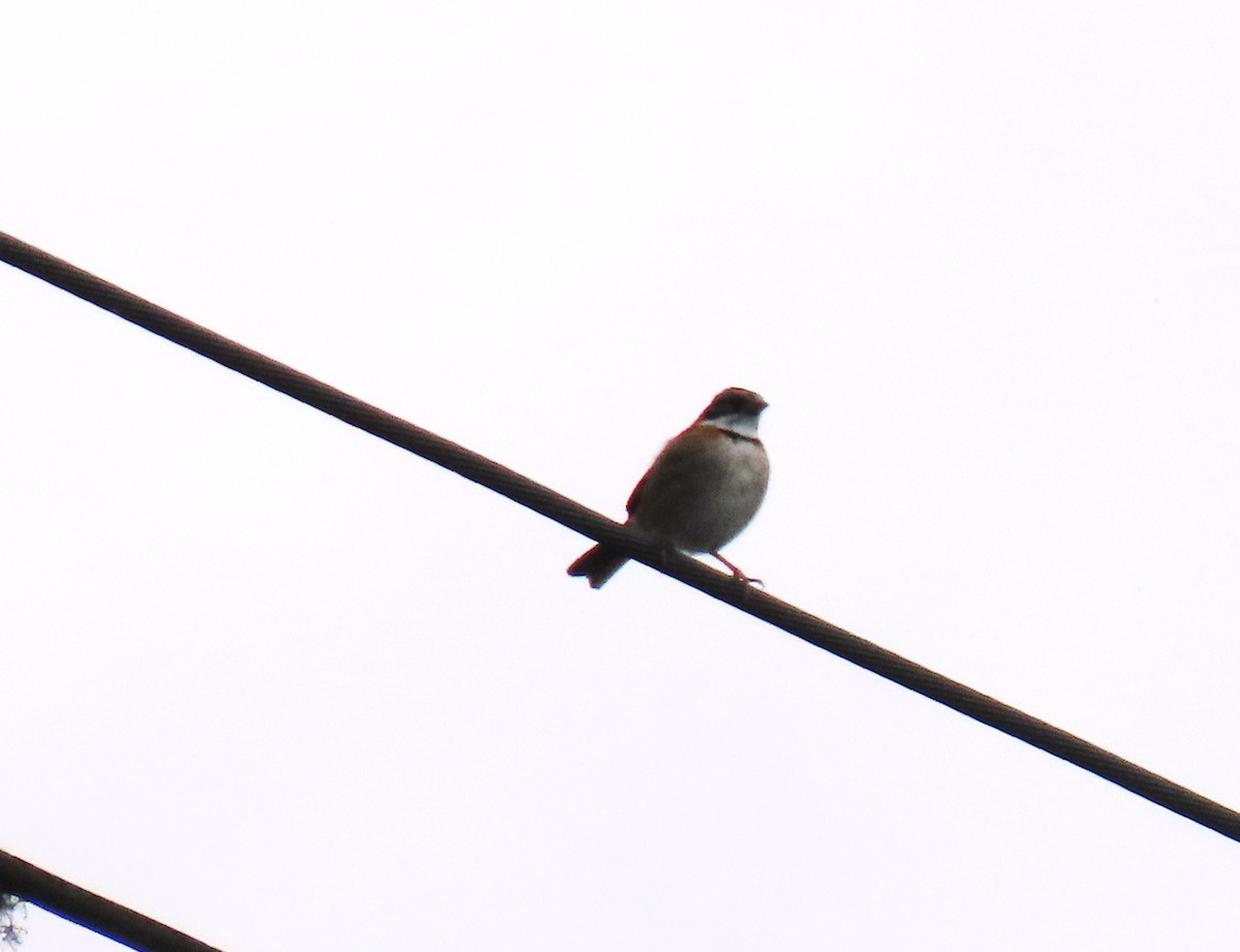 アカエリシトド - ML647193267