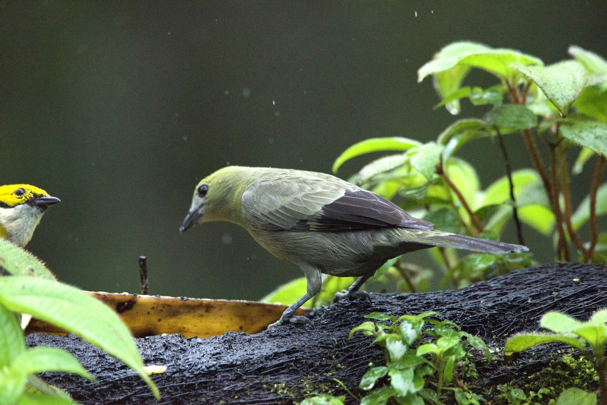 Palm Tanager - ML647193271