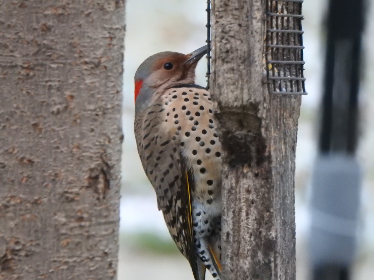 Northern Flicker - ML647193272
