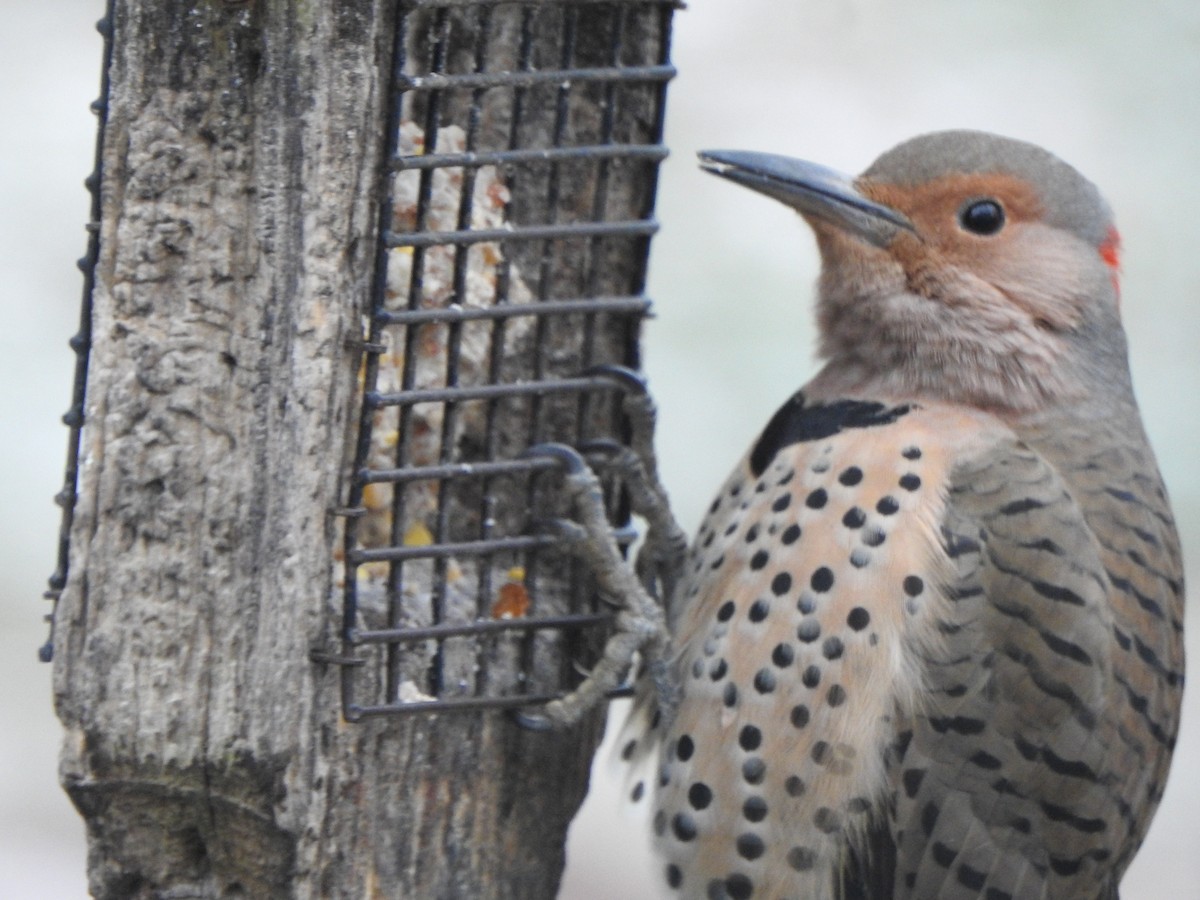 Northern Flicker - ML647193273
