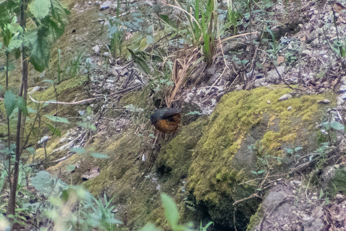 skjellmaurpitta - ML647193276