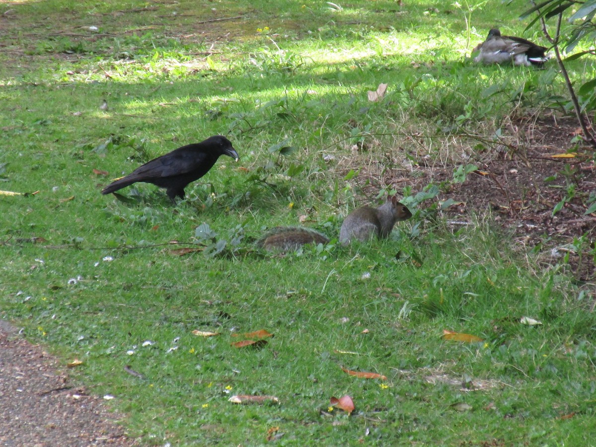 Carrion Crow - ML647193278