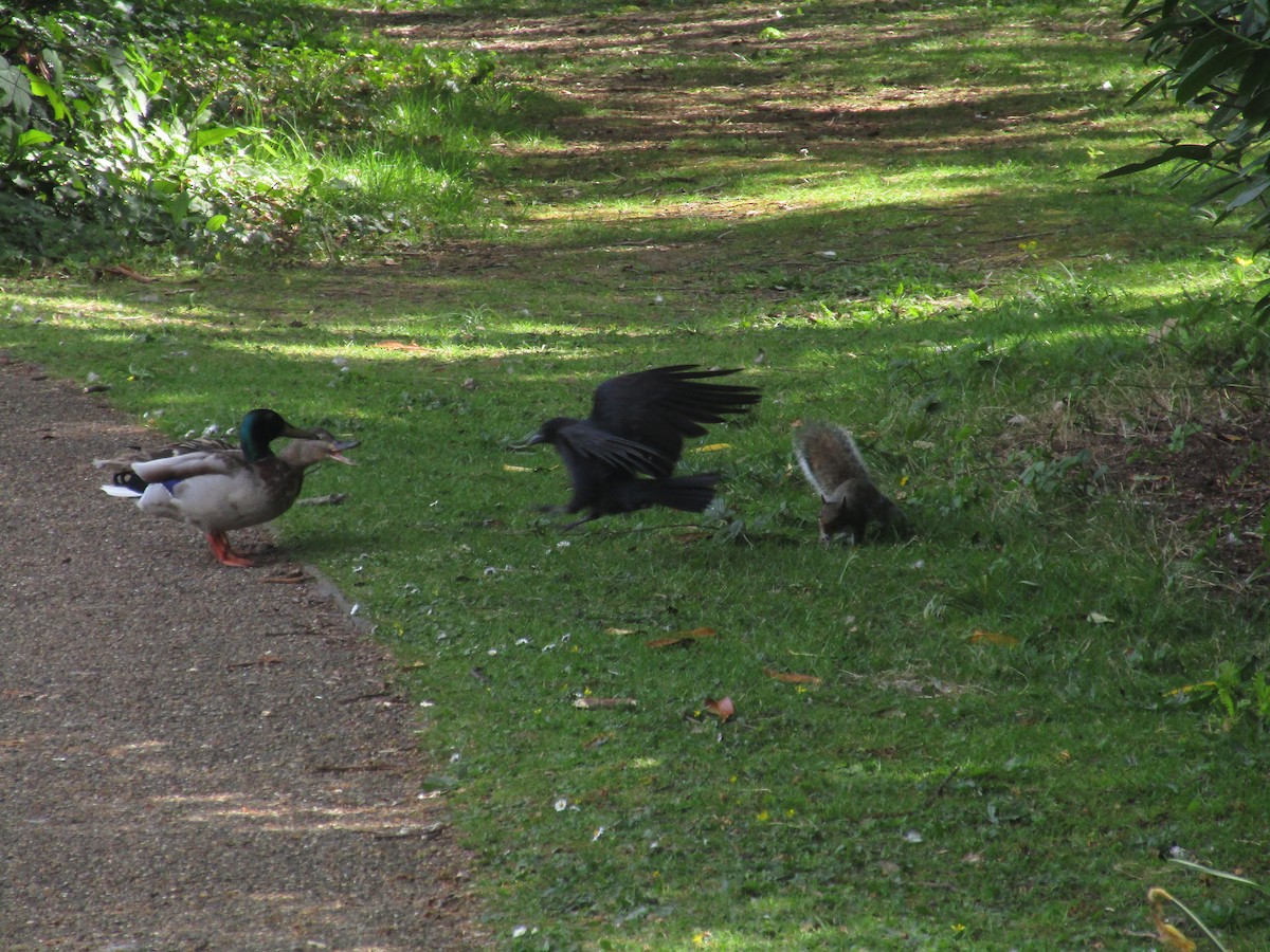 Carrion Crow - ML647193279