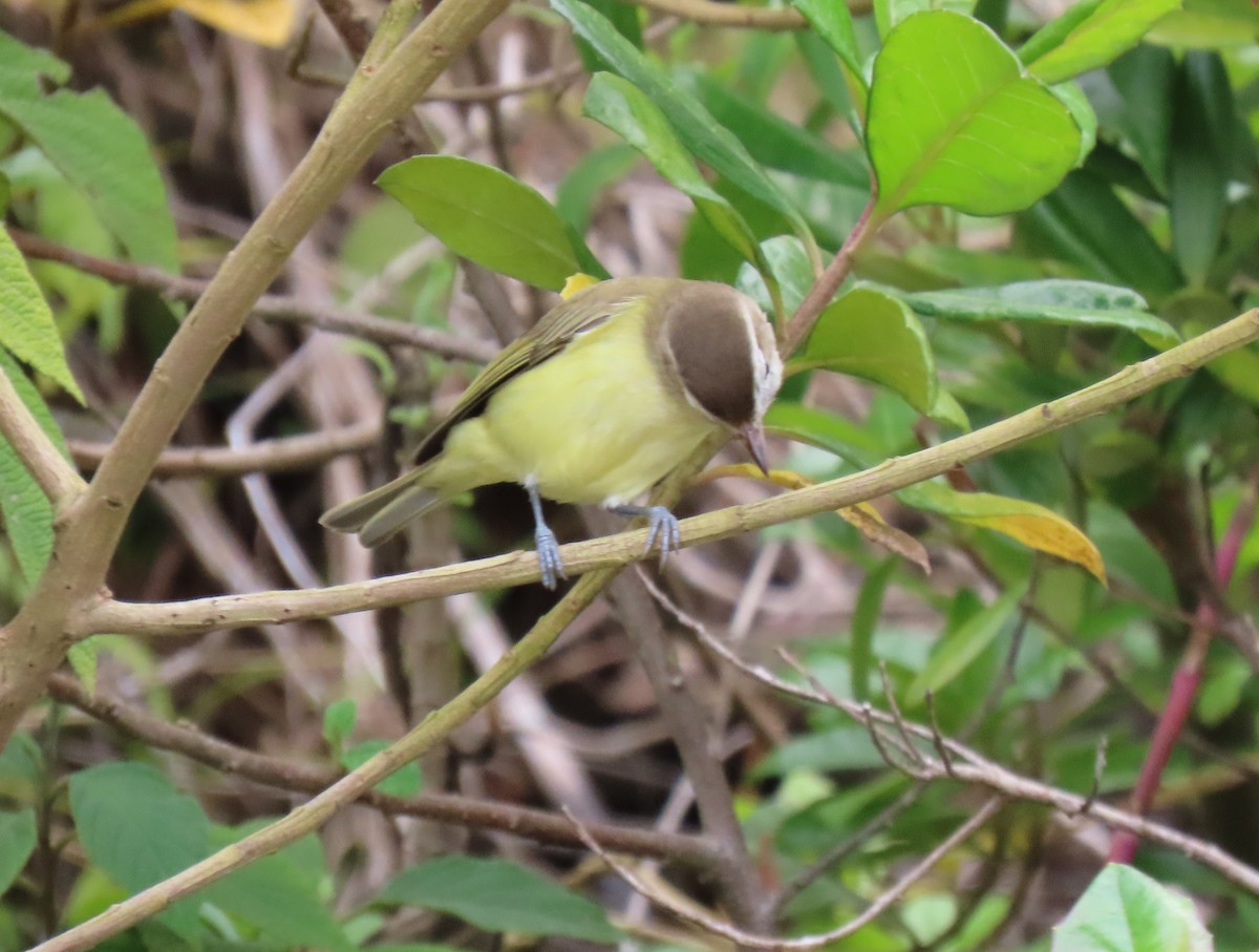 チャボウシウタイモズモドキ - ML647193308