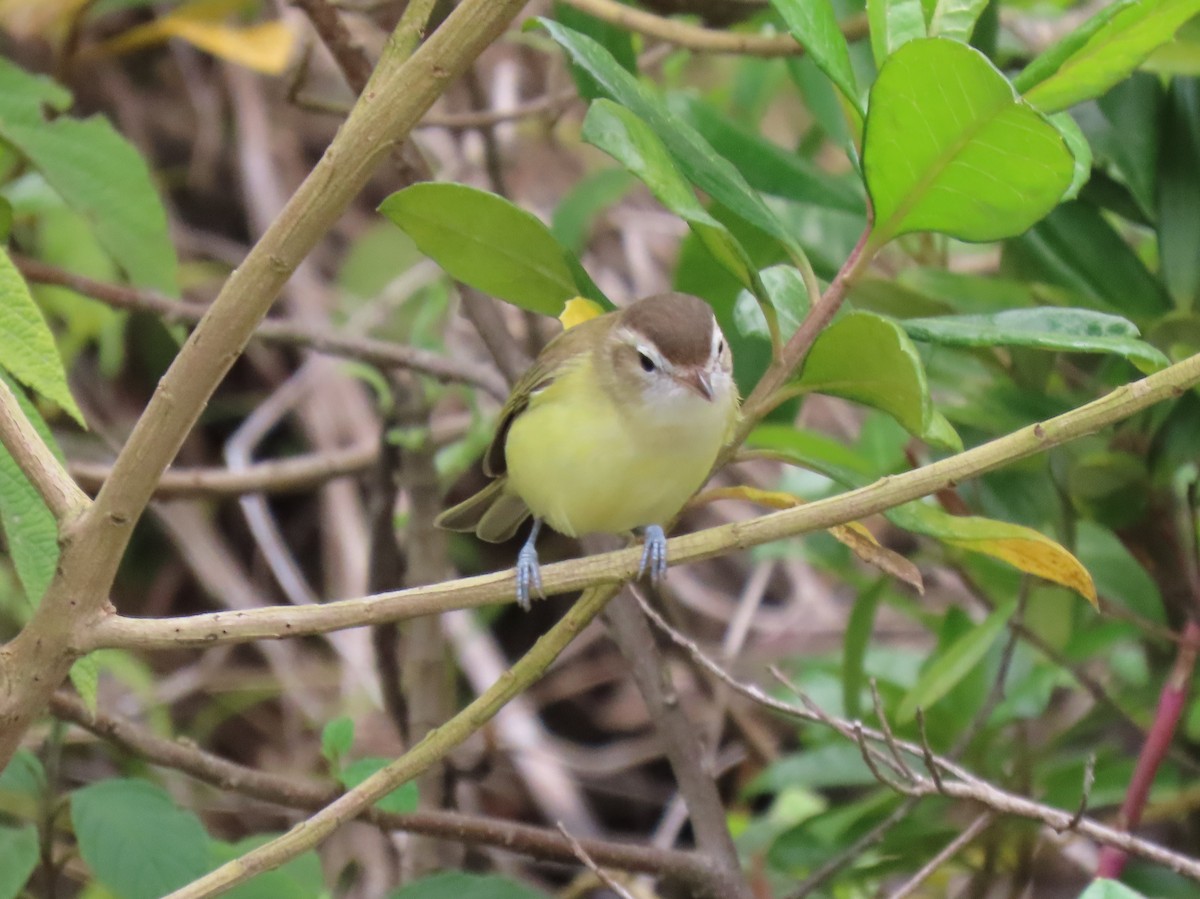 チャボウシウタイモズモドキ - ML647193309