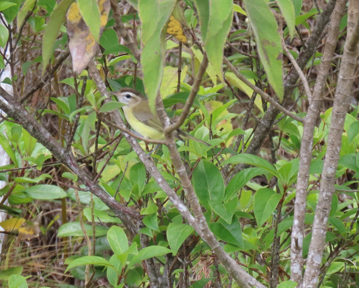 チャボウシウタイモズモドキ - ML647193311