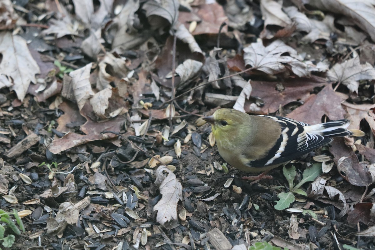 American Goldfinch - ML647193316