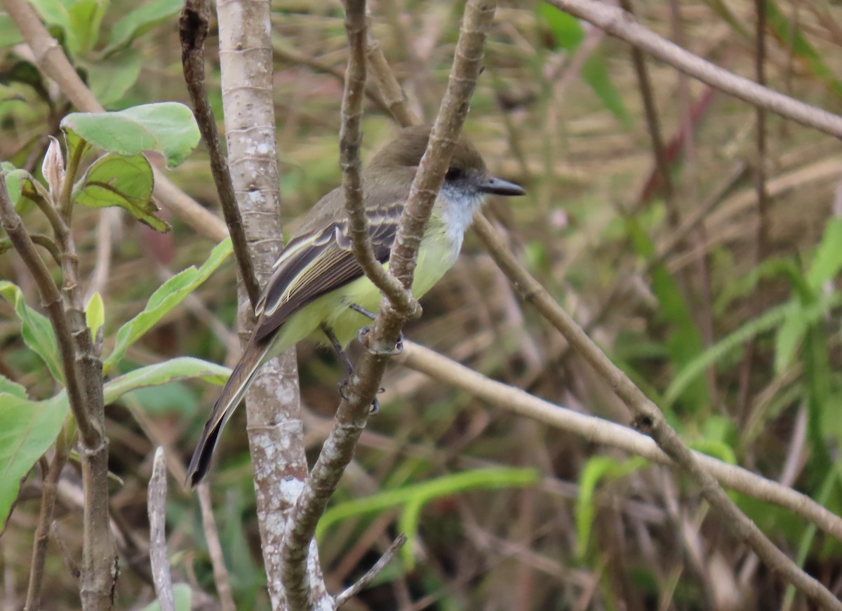 シロヘリオオヒタキモドキ - ML647193318