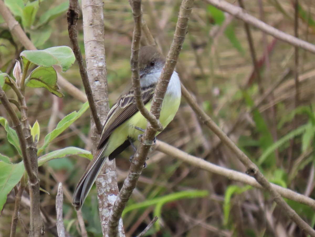 シロヘリオオヒタキモドキ - ML647193321