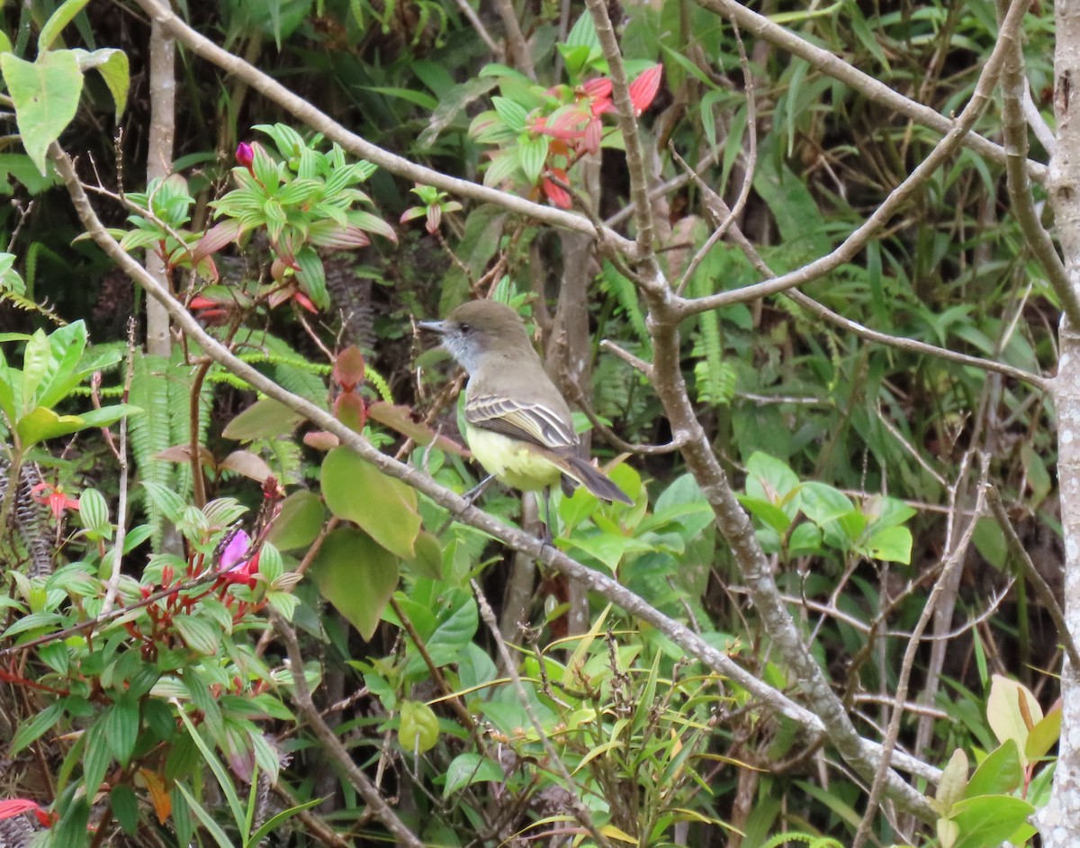 シロヘリオオヒタキモドキ - ML647193322