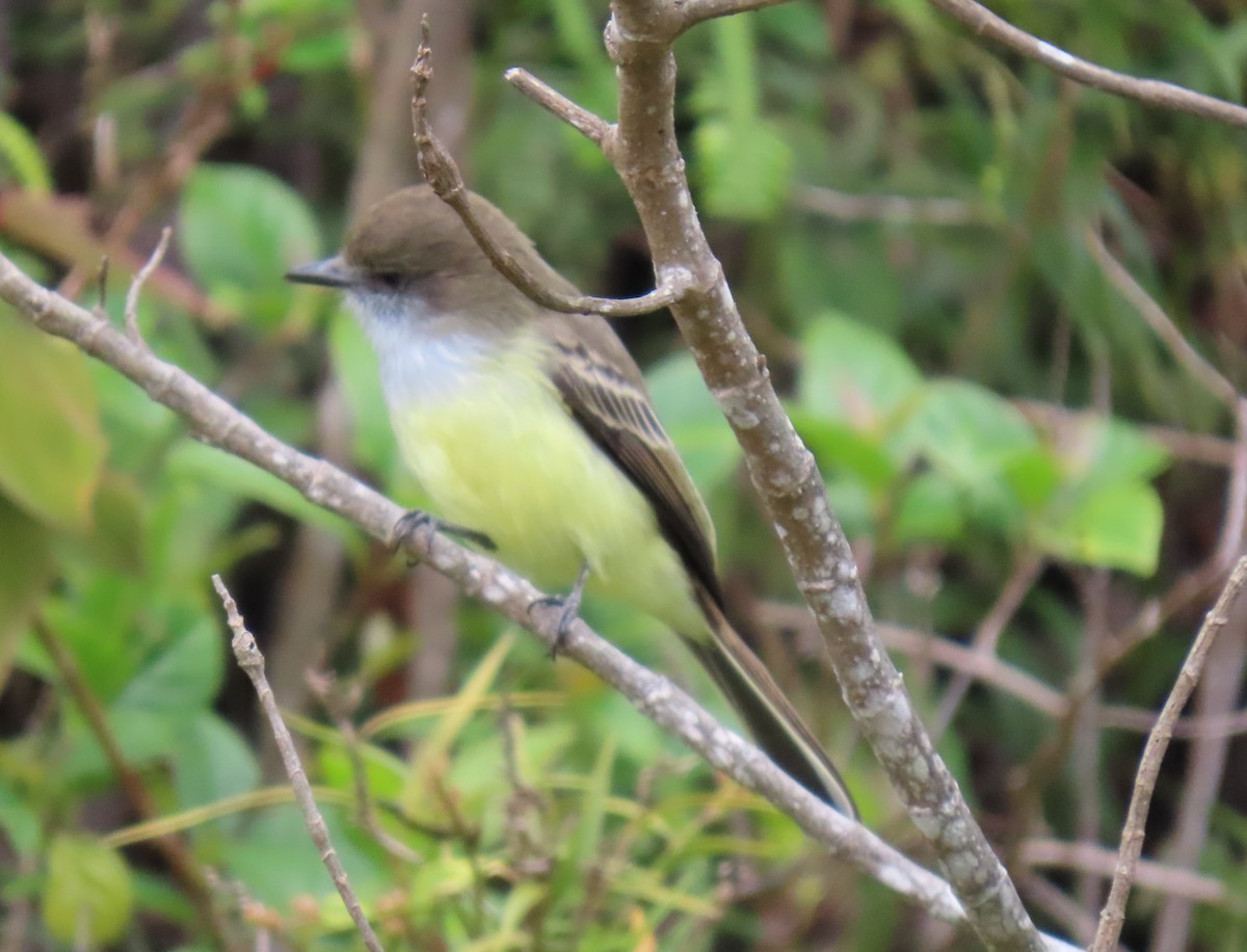 シロヘリオオヒタキモドキ - ML647193323