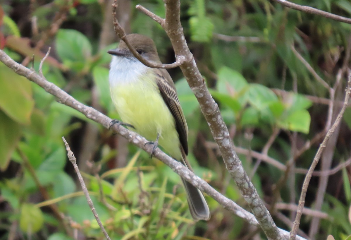 シロヘリオオヒタキモドキ - ML647193324