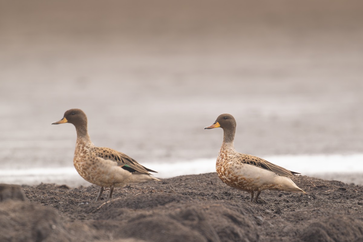 Yellow-billed Teal - ML647193327