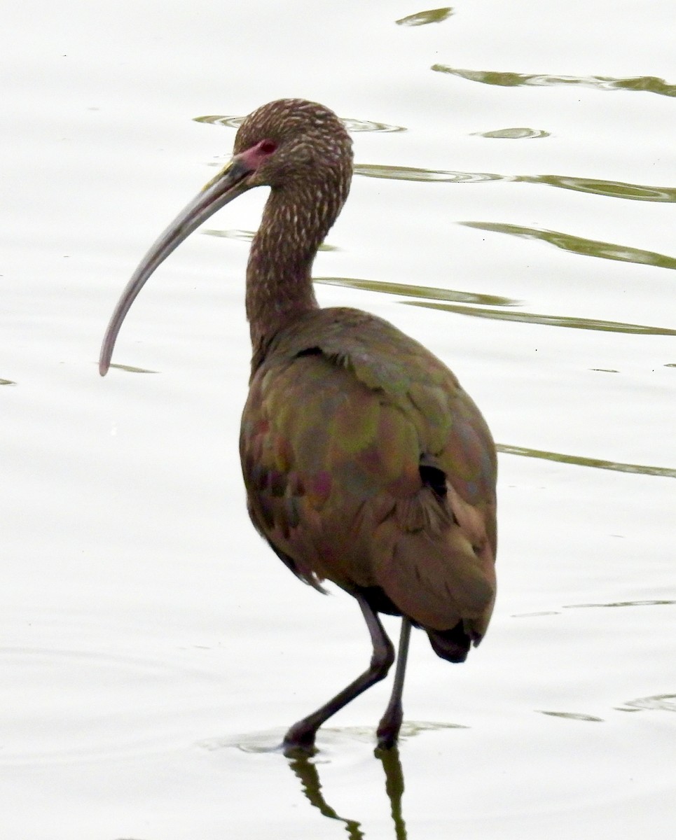 White-faced Ibis - ML647193343