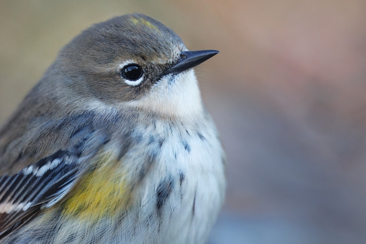 Reinita Coronada - ML647193347