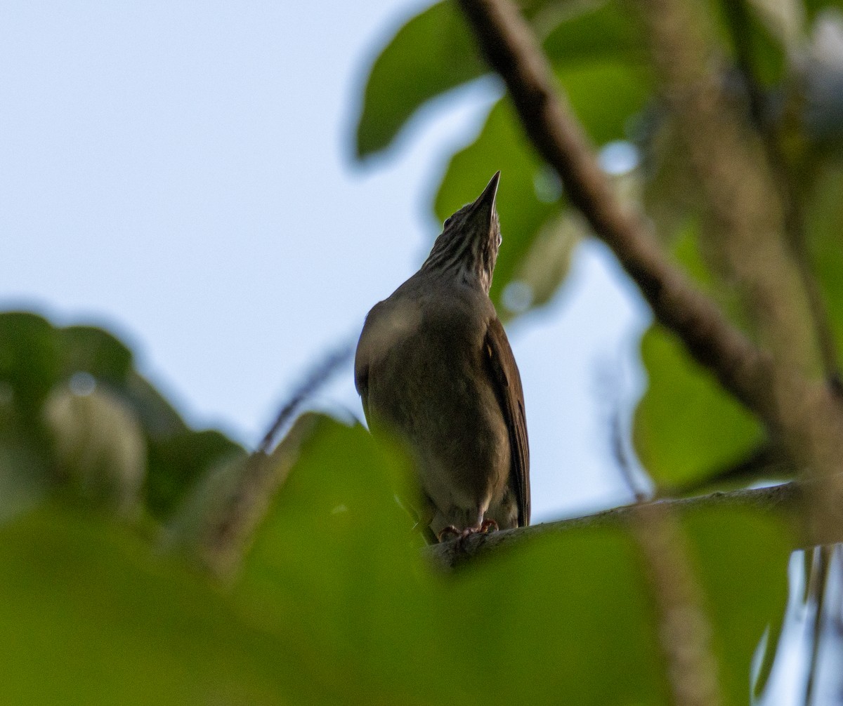 Zorzal Sabiá - ML647193348