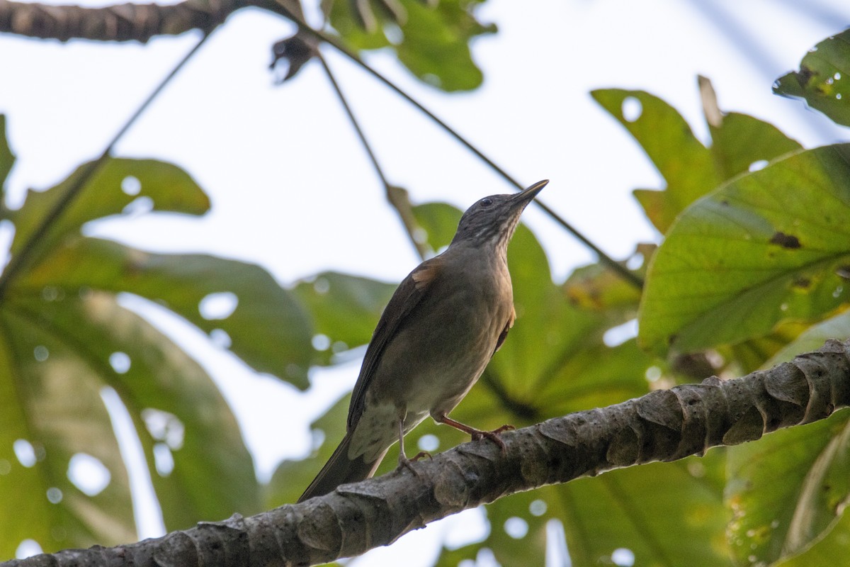 Zorzal Sabiá - ML647193350