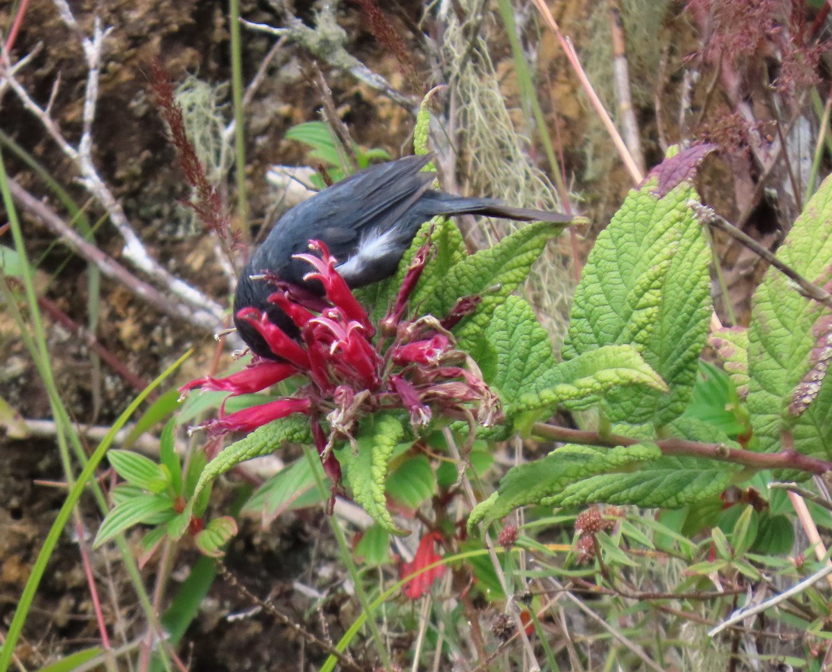 ワキジロハナサシミツドリ - ML647193357