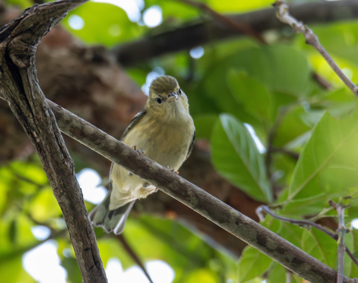 Blackburnian Warbler - ML647193366