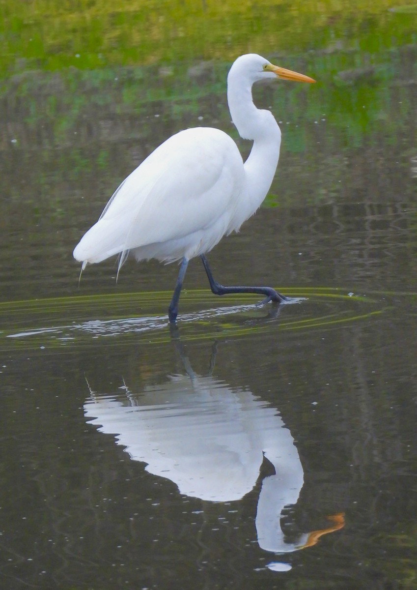 Great Egret - ML647193370
