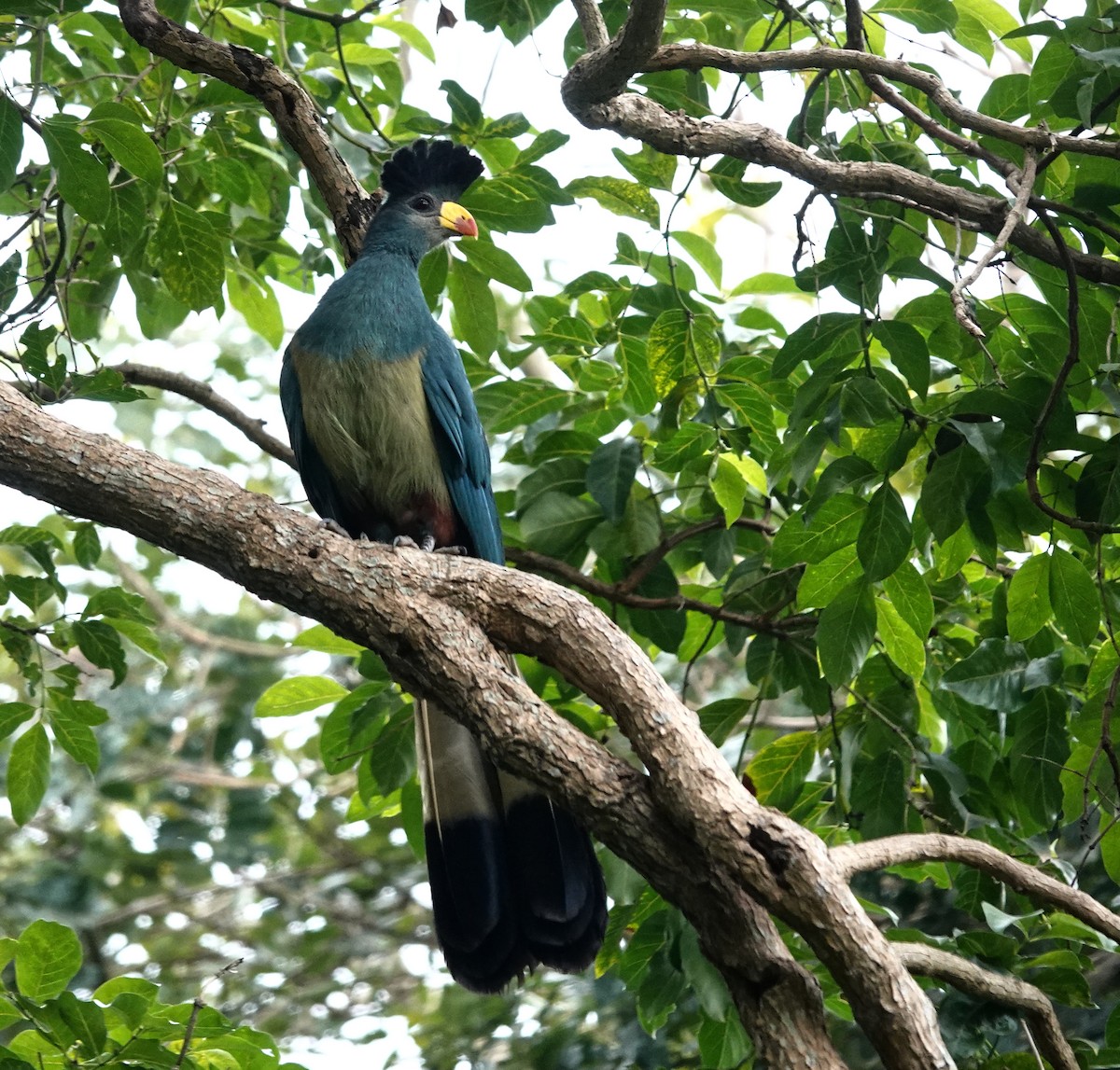 turako velký - ML647193381