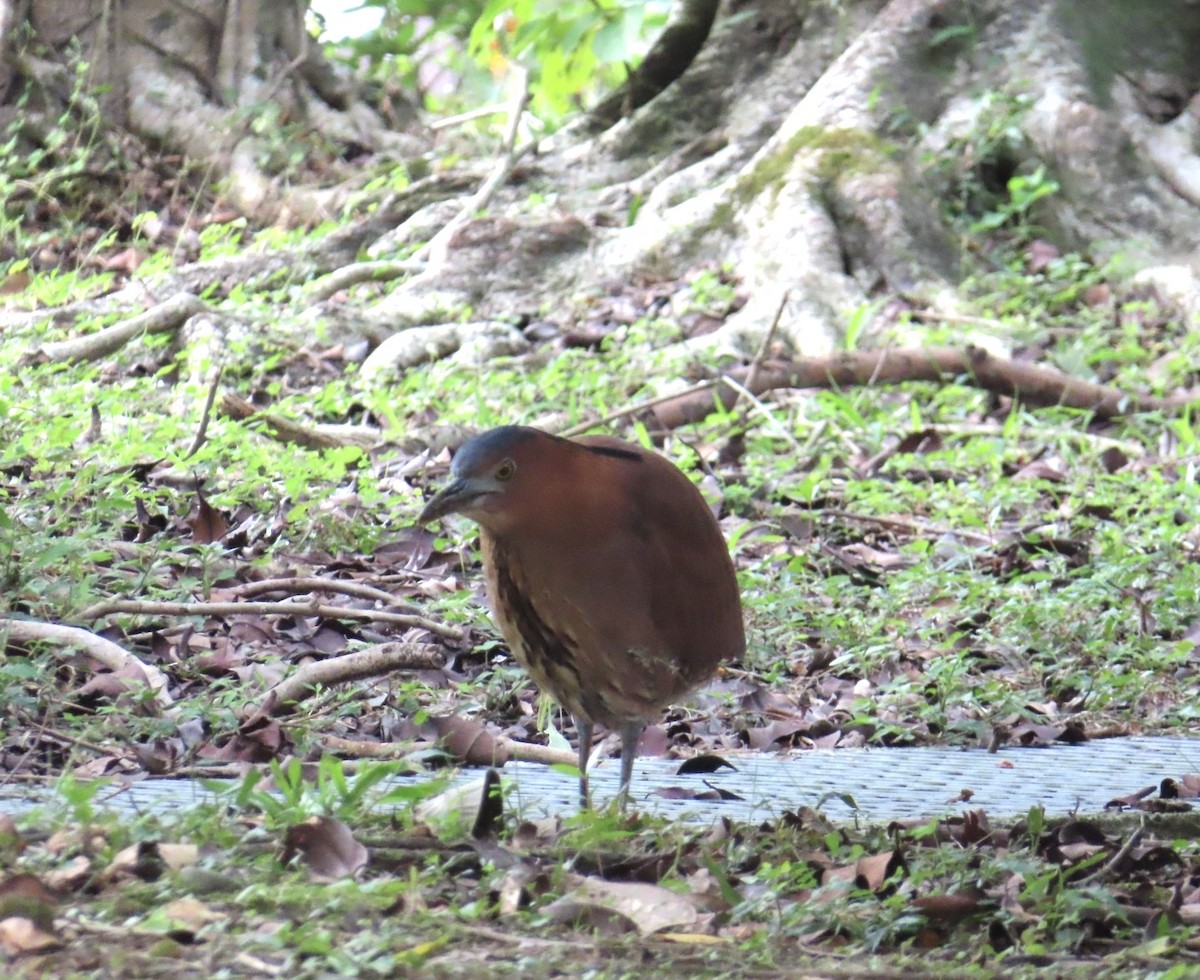 duskdverghegre - ML647193382